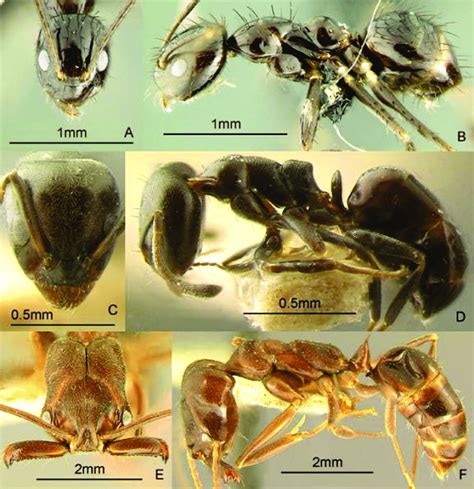 philippine ant|Philippines .